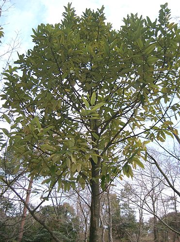 Ilex latifolia